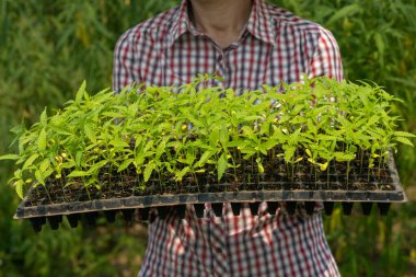 Çiftlikteki kreş tepsisinde kenevir tohumu tutan kadın çiftçi.