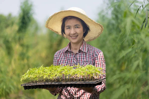 Female Farmer Holding Hemp Seedling Nursery Tray Farm —  Fotos de Stock