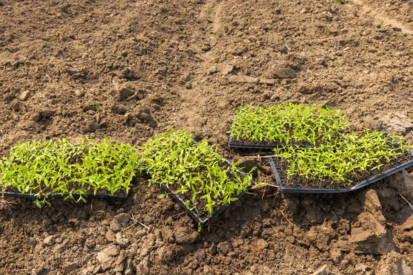 Jordbrukare Förbereda Plantering Hampa Fröplanta Trädgården — Stockfoto