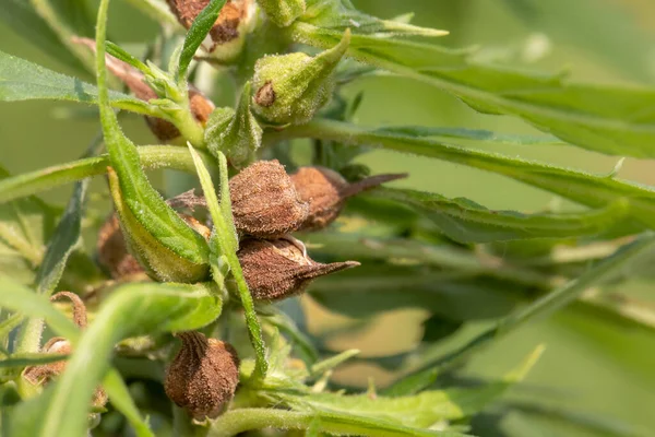 Ripe Cannabis Seeds Cbd Oil Hemp Seed Oil Extract — Stock Photo, Image