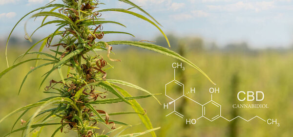 Ripe cannabis seeds for CBD oil and hemp seed oil extract