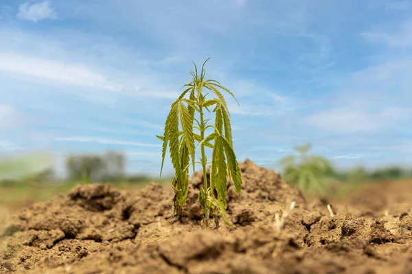 Yellow Wilt Leaves Signs Young Hemp Field Need More Water — Stockfoto