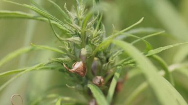 Olgun kenevir tohumları kenevir tohumu özü için kapatılıyor