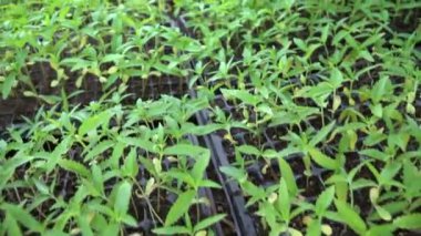 Çiftçi bahçeye kenevir tohumu ekmeye hazırlan.