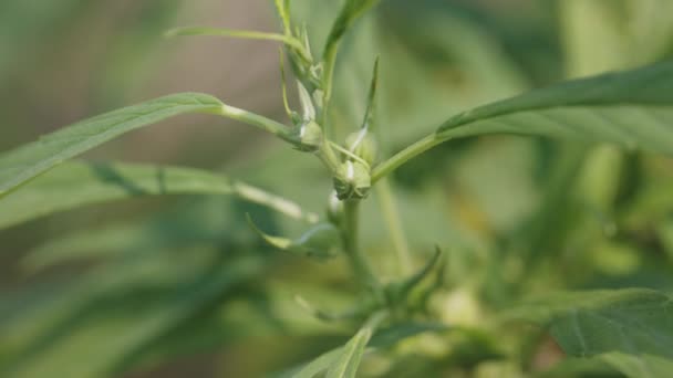 Green Cannabis Seeds Close Hemp Seed Extract — стоковое видео