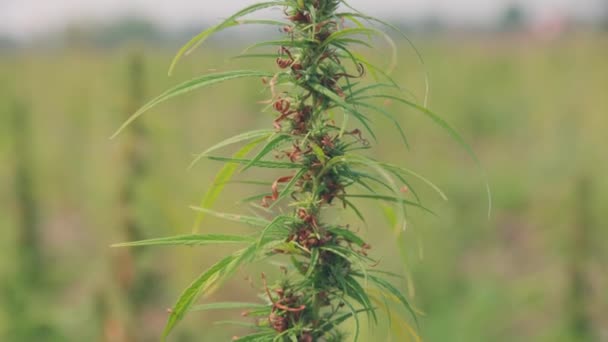 Rijp Cannabiszaden Voor Cbd Olie Hennepzaadolie Extract — Stockvideo