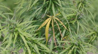 Leaves of industrial hemp plant growing in farm for CBD oil and hemp seed oil extract