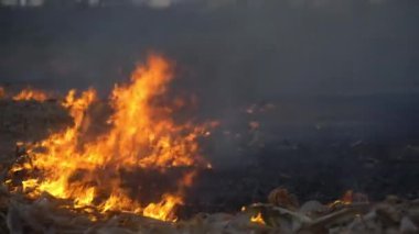 Tayland 'da ekin ekimi için orman tahribatı.