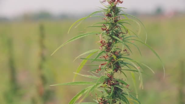 Graines Cannabis Mûres Pour Huile Cbd Extrait Huile Chanvre — Video