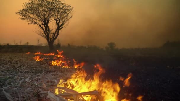 Destruction Forest Shifting Cultivation Thailand — ストック動画