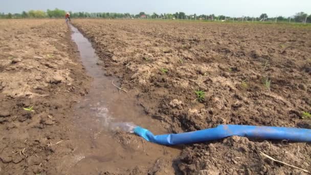 Irrigação Sulco Campo Cânhamo Industrial — Vídeo de Stock