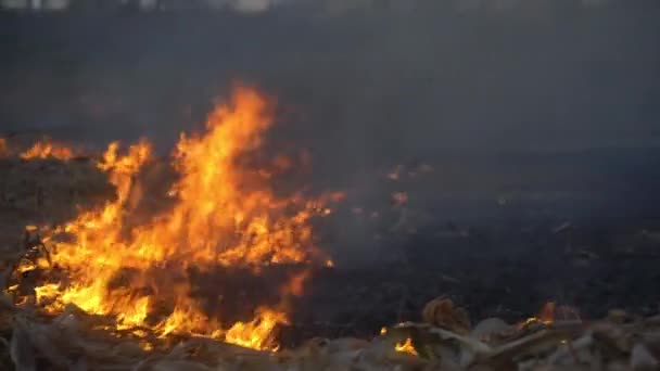 Destrucción Los Bosques Para Cambio Cultivo Tailandia — Vídeo de stock