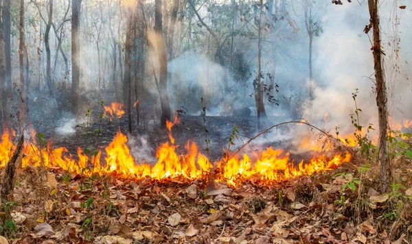 Incendie Forêt Tropicale Causé Par Homme — Photo