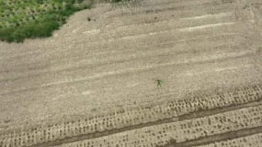 Plowed and cultivated agriculture fields of hemp for cbd oil industry in Thailand.