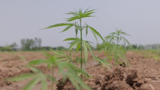 Jovem Planta Cânhamo Industrial Que Cresce Fazenda Para Óleo Cbd — Vídeo de Stock