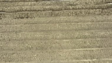 Tayland 'daki cbd petrol endüstrisi için tarım ve tarım tarlaları..