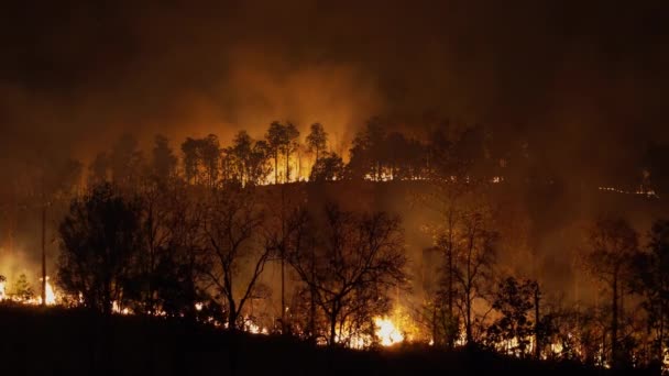 Wildfire Katastrof Tropisk Skog Orsakad Människan — Stockvideo