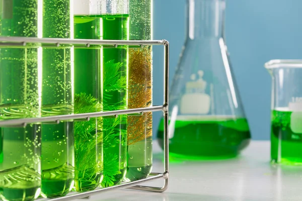 藻类燃料生物燃料工业实验室研究矿物藻类燃料或藻类生物燃料的替代品 — 图库照片