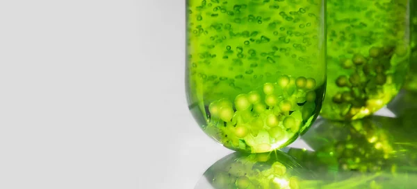 Algae Fuel Biofuel Industry Lab Researching Alternative Fossil Algae Fuel — Stock Photo, Image