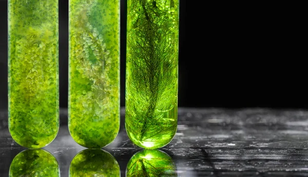 Algae Fuel Biofuel Industry Lab Researching Alternative Fossil Algae Fuel — ストック写真