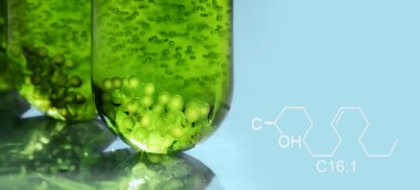 Yosun yakıtı biyoyakıt endüstrisi laboratuarı fosil alg yakıtı ya da alg biyoyakıtına alternatif araştırmalar yapıyor..