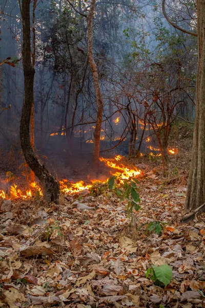 Wildvuur Ramp Tropisch Bos Veroorzaakt Door Mens — Stockfoto