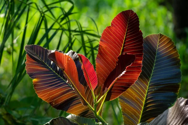 Close Vivid Young Leaves Tropical Forest Thailand — стоковое фото