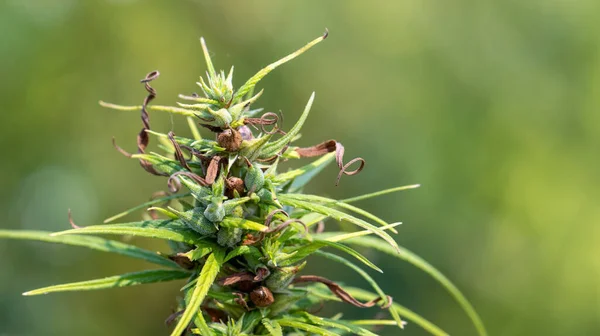 Sementes Maduras Cannabis Para Óleo Cbd Extrato Óleo Semente Cânhamo — Fotografia de Stock