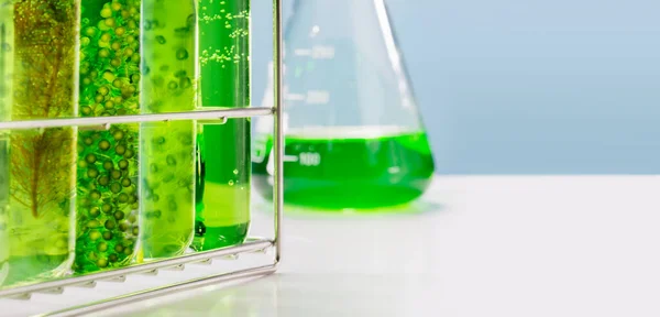 Laboratório Indústria Biocombustíveis Combustível Algas Que Procura Alternativas Combustível Algas — Fotografia de Stock