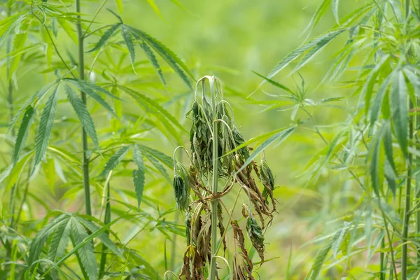 Fusarium Verwelkt Ziekte Van Cannabis Het Veld Veroorzaakt Door Schimmels — Stockfoto