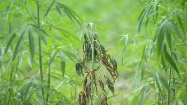 Fusarium, tarlada mantarların ve aşırı sulamanın yol açtığı esrar hastalığına yakalanacaktır..