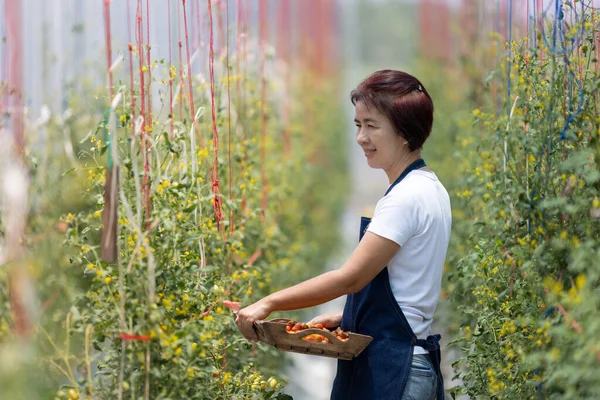 Farmářka Sbírá Čerstvá Organická Rajčata Zahradě — Stock fotografie