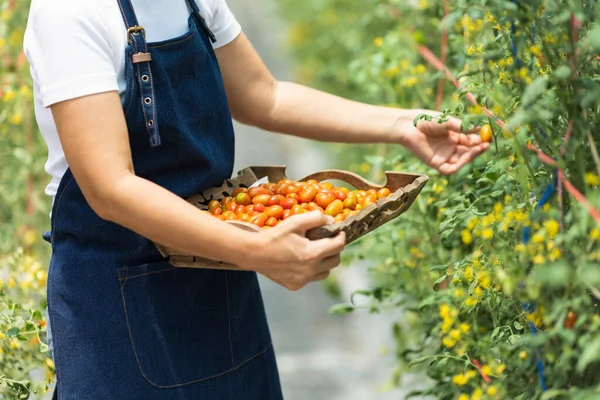 Farmářka Sbírá Čerstvá Organická Rajčata Zahradě — Stock fotografie