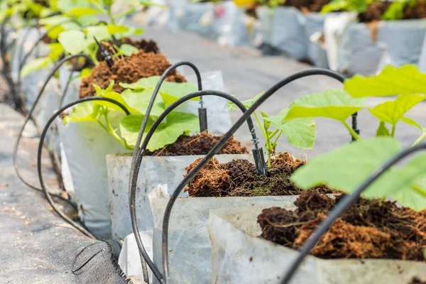 Intelligenter Garten Mit Computersteuerung Des Tropfbewässerungssystems Melonenfarm — Stockfoto