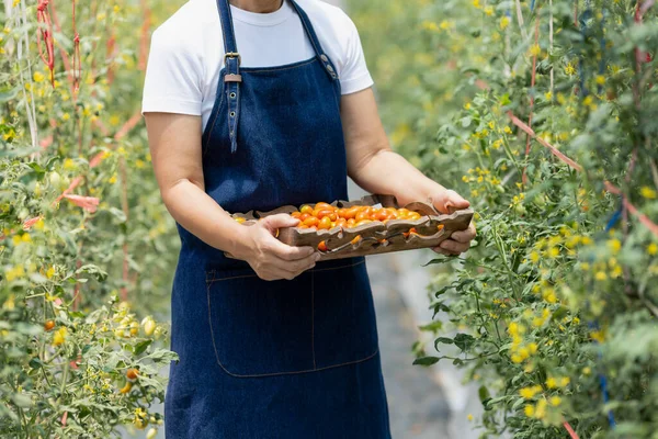 Fazendeiro Fêmea Colhendo Tomates Orgânicos Frescos Jardim — Fotografia de Stock