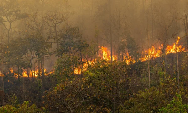 Wildvuur Ramp Tropisch Bos Veroorzaakt Door Mens — Stockfoto