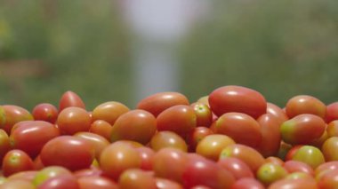 Bahçedeki hasattan sonra taze organik vişneli domates..