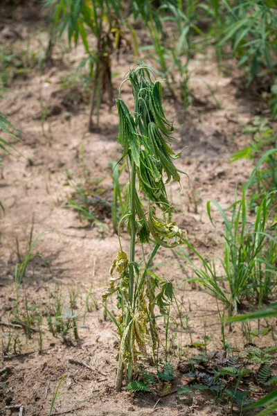 真菌和过量浇灌引起的田间大麻枯萎病 — 图库照片