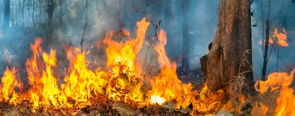 Katastrofa Pożarowa Lasach Tropikalnych Spowodowana Przez Człowieka — Zdjęcie stockowe