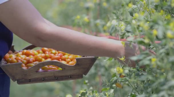 Female Farmer Picking Fresh Organic Tomatoes Garden — Stock Video