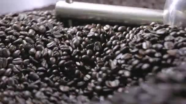 Свежий Арабика Кофе Зернах Жареный Профессиональной Машине — стоковое видео