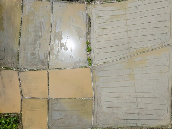 Wet Plowed Paddy Field Ready Cultivate Farmer Plough Levelling Soil — Stok fotoğraf