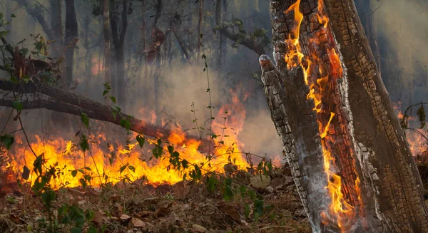 Futótűz Katasztrófa Trópusi Erdőben Amit Ember Okoz — Stock Fotó