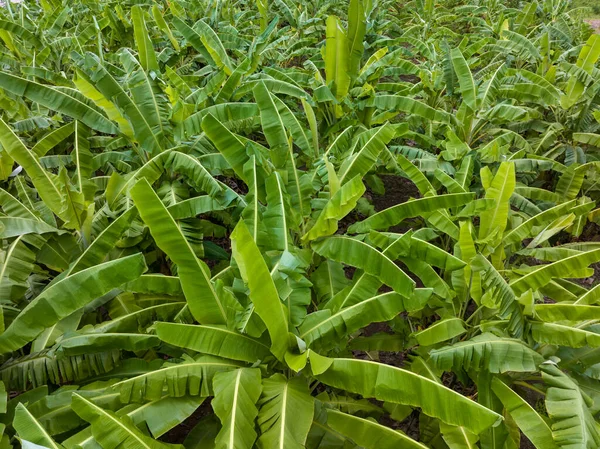 Jardín Plátanos Orgánicos Tailandia — Foto de Stock