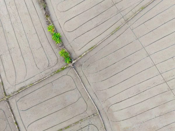 Wet Plowed Paddy Field Ready Cultivate Farmer Plough Levelling Soil — Stok fotoğraf