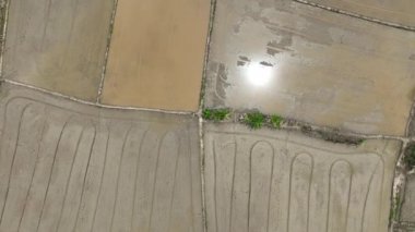 Islak tarla sürülmüş çeltik tarlası ekilmeye hazır. Çiftçilerin tarla sürmesi ve toprağı düzleştirmesi de çeltik tarlasında su dağıtımına yardımcı olur..