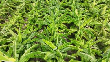 Tayland 'da organik muz bahçesi