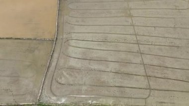 Islak tarla sürülmüş çeltik tarlası ekilmeye hazır. Çiftçilerin tarla sürmesi ve toprağı düzleştirmesi de çeltik tarlasında su dağıtımına yardımcı olur..