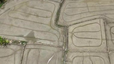 Islak tarla sürülmüş çeltik tarlası ekilmeye hazır. Çiftçilerin tarla sürmesi ve toprağı düzleştirmesi de çeltik tarlasında su dağıtımına yardımcı olur..