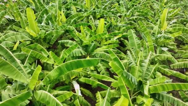 Organic Banana Garden Thailand — 비디오